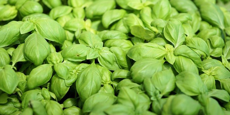 Basilikum Kräuter Winterhalter