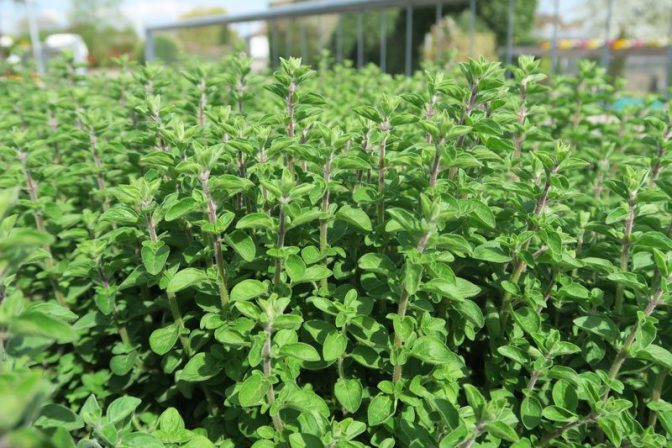 Oregano Kräuter Winterhalter