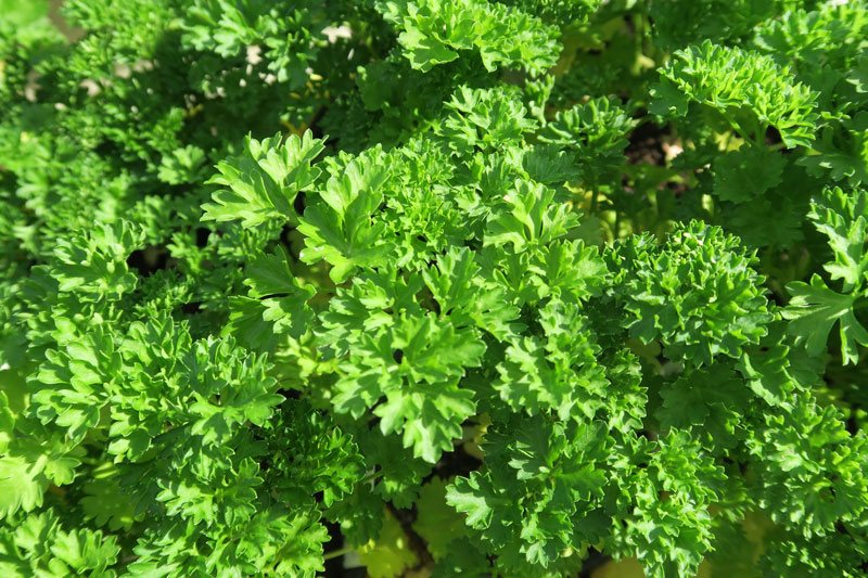 Petersilie Kräuter Winterhalter