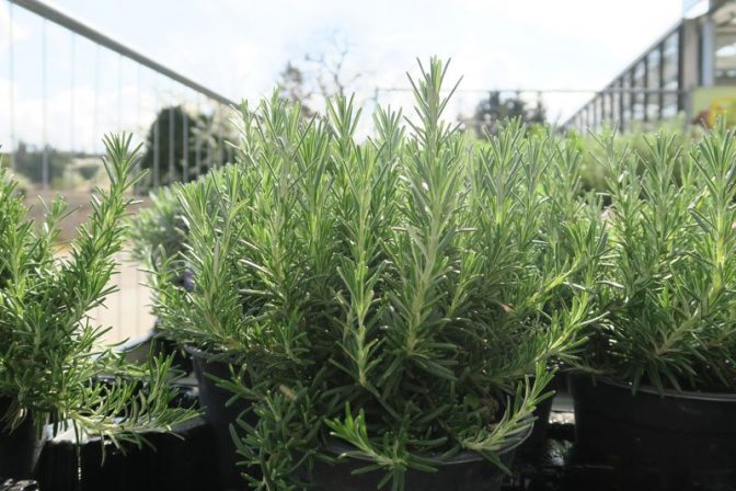 Rosmarin Kräuter Winterhalter