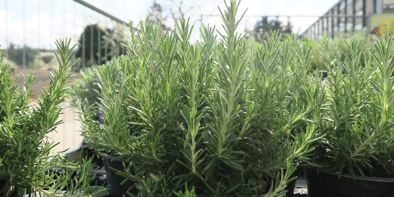 Rosmarin_Kraeuter_Winterhalter Rosmarin Kräuter Winterhalter