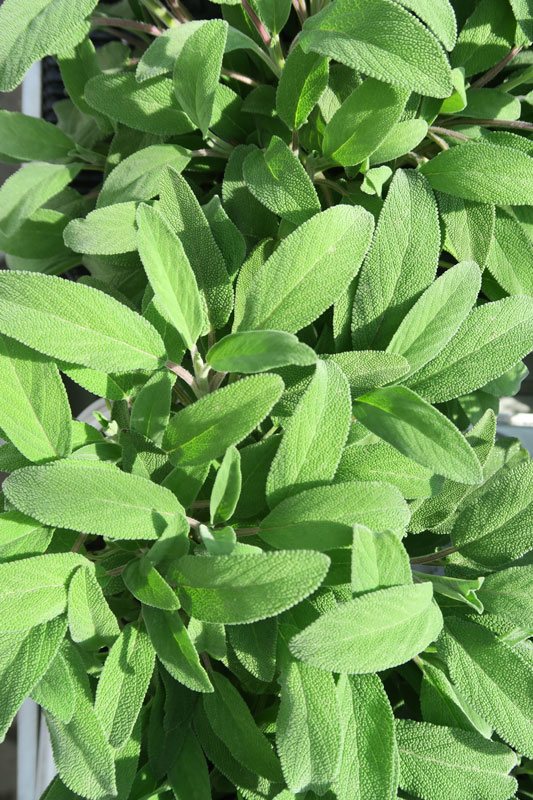 Salbei Kräuter Winterhalter