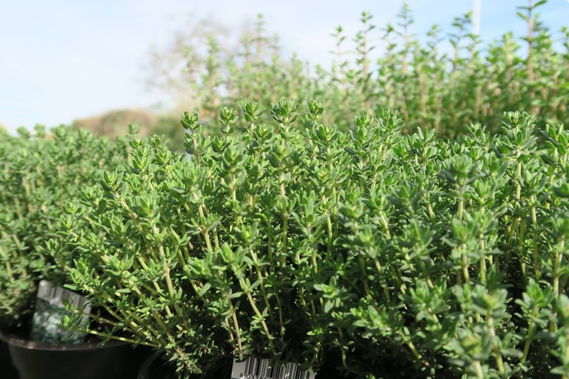 Thymian Kräuter Winterhalter