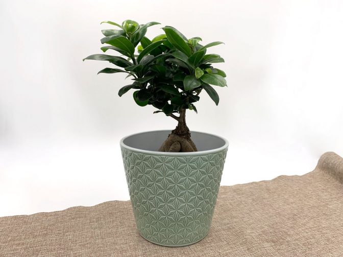 Bonsai Gärtnerei Winterhalter Zimmerpflanzen